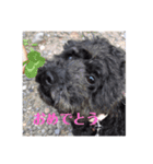 ココメル、時々レオ①（個別スタンプ：7）