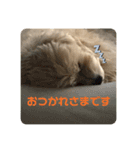 マルプーのベル 日常のあいさつ（個別スタンプ：4）