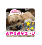 マルプーのベル 日常のあいさつ（個別スタンプ：9）