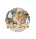 マルプーのベル 日常のあいさつ（個別スタンプ：10）