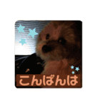 マルプーのベル 日常のあいさつ（個別スタンプ：11）