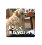 マルプーのベル 日常のあいさつ（個別スタンプ：12）