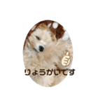 マルプーのベル 日常のあいさつ（個別スタンプ：14）