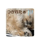 マルプーのベル 日常のあいさつ（個別スタンプ：19）