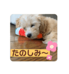 マルプーのベル 日常のあいさつ（個別スタンプ：20）