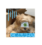 マルプーのベル 日常のあいさつ（個別スタンプ：21）