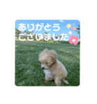 マルプーのベル 日常のあいさつ（個別スタンプ：22）