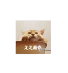 ちゃあちゃん 猫スタンプ（個別スタンプ：3）