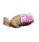 ちゃあちゃん 猫スタンプ（個別スタンプ：4）