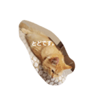 ちゃあちゃん 猫スタンプ（個別スタンプ：5）