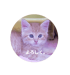 ちゃあちゃん 猫スタンプ（個別スタンプ：6）