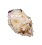 ちゃあちゃん 猫スタンプ（個別スタンプ：8）