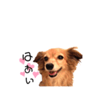 チワックス♡LOVE わん（個別スタンプ：1）