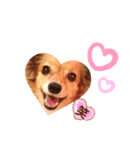 チワックス♡LOVE わん（個別スタンプ：3）