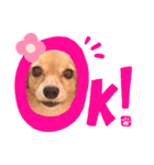 チワックス♡LOVE わん（個別スタンプ：9）