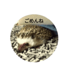 ハリネズミ harinezumi（個別スタンプ：1）