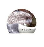 ハリネズミ harinezumi（個別スタンプ：3）