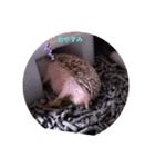 ハリネズミ harinezumi（個別スタンプ：4）