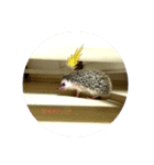 ハリネズミ harinezumi（個別スタンプ：5）