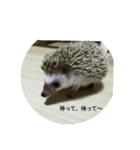 ハリネズミ harinezumi（個別スタンプ：6）