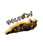 今日もおキャット様の下僕です。（個別スタンプ：2）