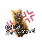 今日もおキャット様の下僕です。（個別スタンプ：3）