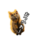 今日もおキャット様の下僕です。（個別スタンプ：4）