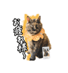 今日もおキャット様の下僕です。（個別スタンプ：10）