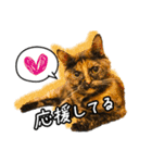 今日もおキャット様の下僕です。（個別スタンプ：11）