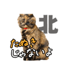 今日もおキャット様の下僕です。（個別スタンプ：12）