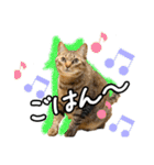 今日もおキャット様の下僕です。（個別スタンプ：14）