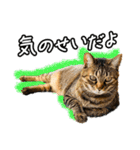 今日もおキャット様の下僕です。（個別スタンプ：16）