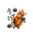 今日もおキャット様の下僕です。（個別スタンプ：17）