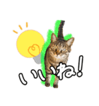 今日もおキャット様の下僕です。（個別スタンプ：18）