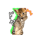 今日もおキャット様の下僕です。（個別スタンプ：20）