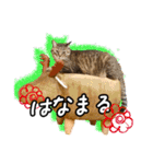 今日もおキャット様の下僕です。（個別スタンプ：21）