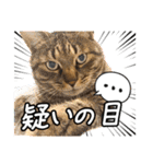 今日もおキャット様の下僕です。（個別スタンプ：22）