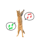 今日もおキャット様の下僕です。（個別スタンプ：26）