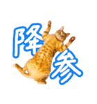 今日もおキャット様の下僕です。（個別スタンプ：30）