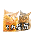 今日もおキャット様の下僕です。（個別スタンプ：31）