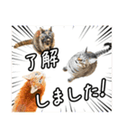 今日もおキャット様の下僕です。（個別スタンプ：33）