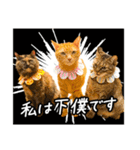 今日もおキャット様の下僕です。（個別スタンプ：34）