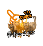 今日もおキャット様の下僕です。（個別スタンプ：36）
