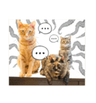 今日もおキャット様の下僕です。（個別スタンプ：37）