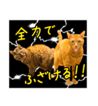 今日もおキャット様の下僕です。（個別スタンプ：38）
