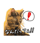 今日もおキャット様の下僕です。（個別スタンプ：39）