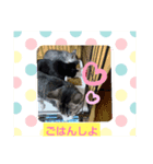 ねむねむにゃん（個別スタンプ：4）
