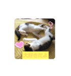 ねむねむにゃん（個別スタンプ：7）
