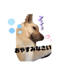 ワンコなひまわりチャン♡（個別スタンプ：3）