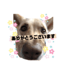 ワンコなひまわりチャン♡（個別スタンプ：5）